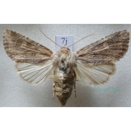 Luperina testacea (Denis & Schiffermüller, 1775) Czech7j